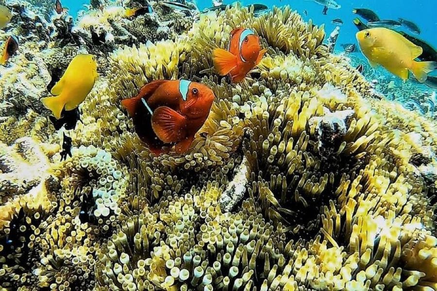 Lombok Snorkeling Trip for Adventure