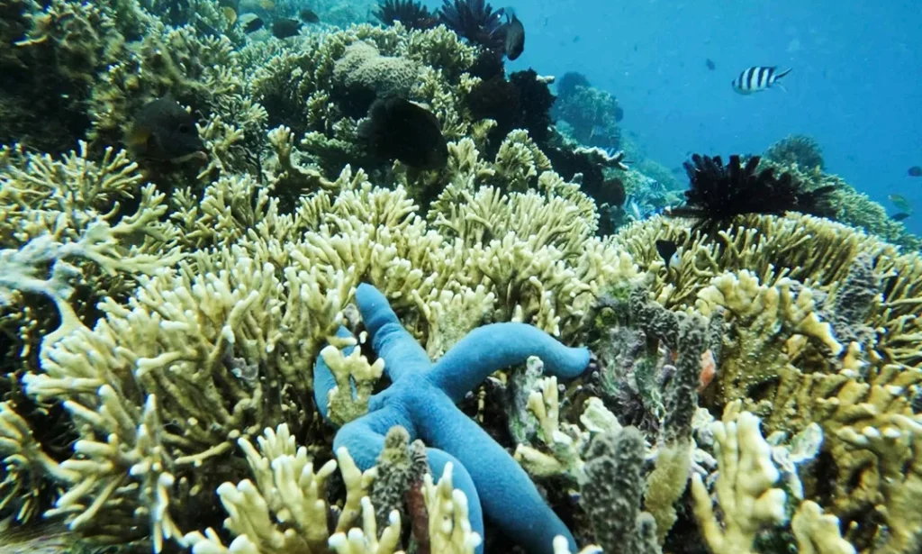Gili Gede dive sites