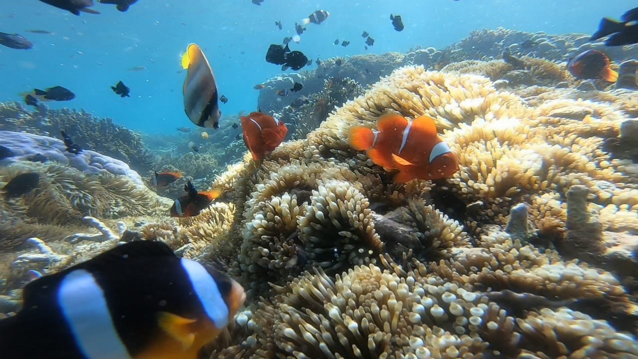 Gili Gede snorkeling trip