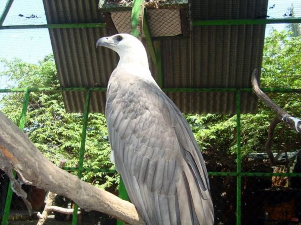 Gili Meno Zoo