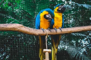 Gili Meno Zoo