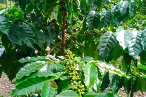 Sembalun Robusta
