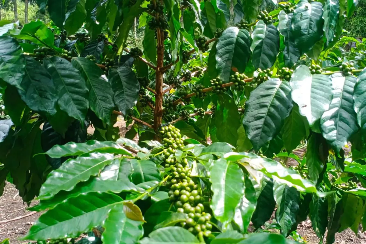 Sembalun Robusta