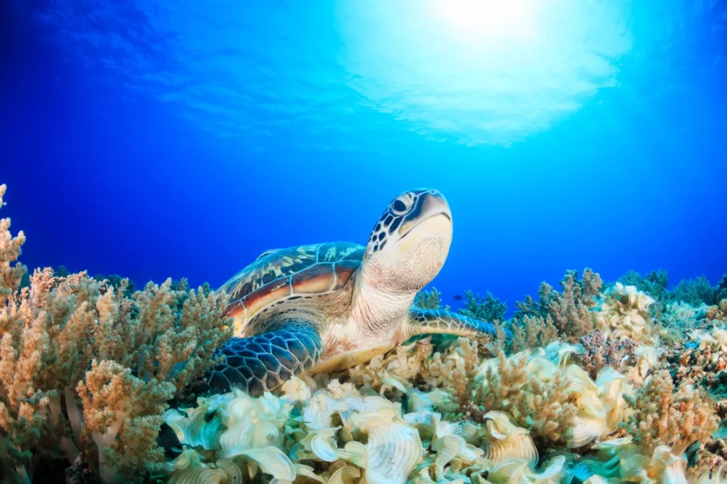 Gili Trawangan dive sites
