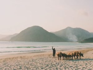 Selong Belanak beach cows