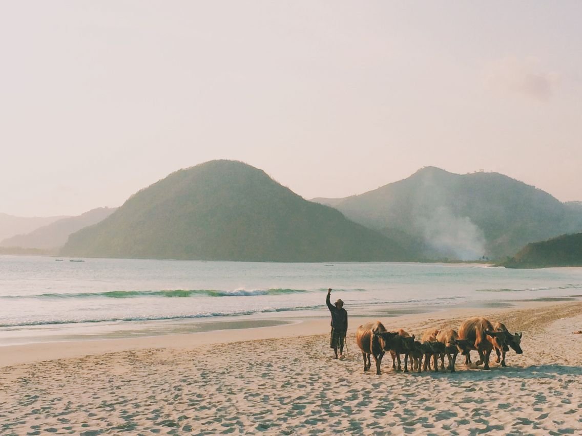 Selong Belanak beach cows