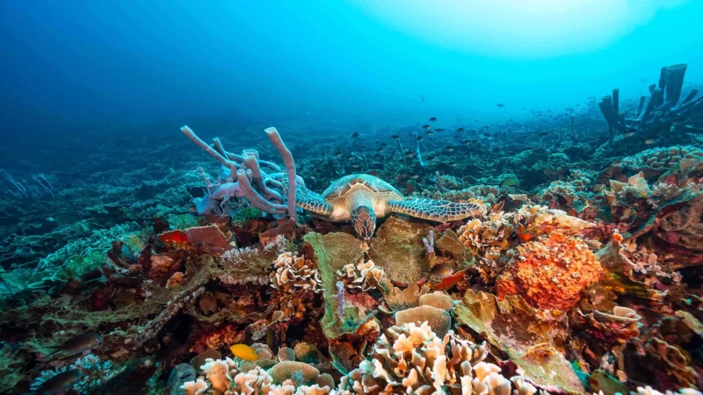 Gili Air turtles