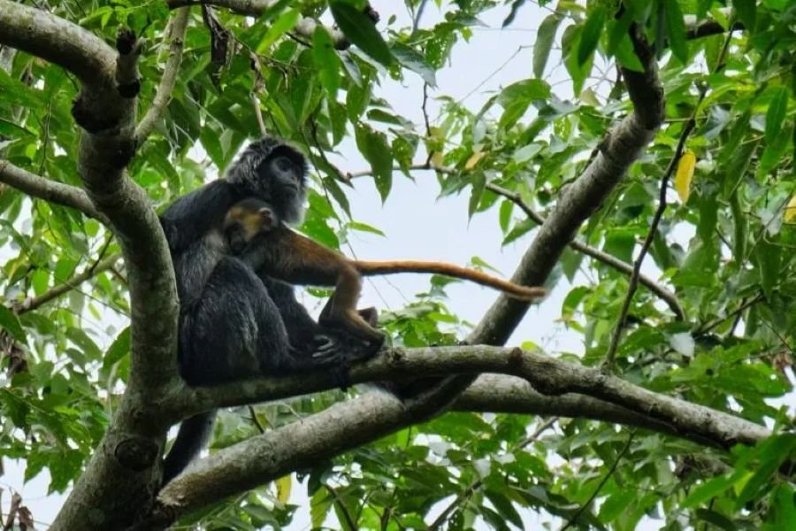 Tetebatu black monkey