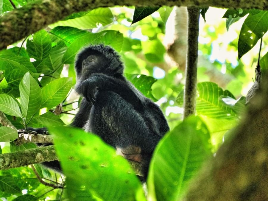 Tetebatu black monkey