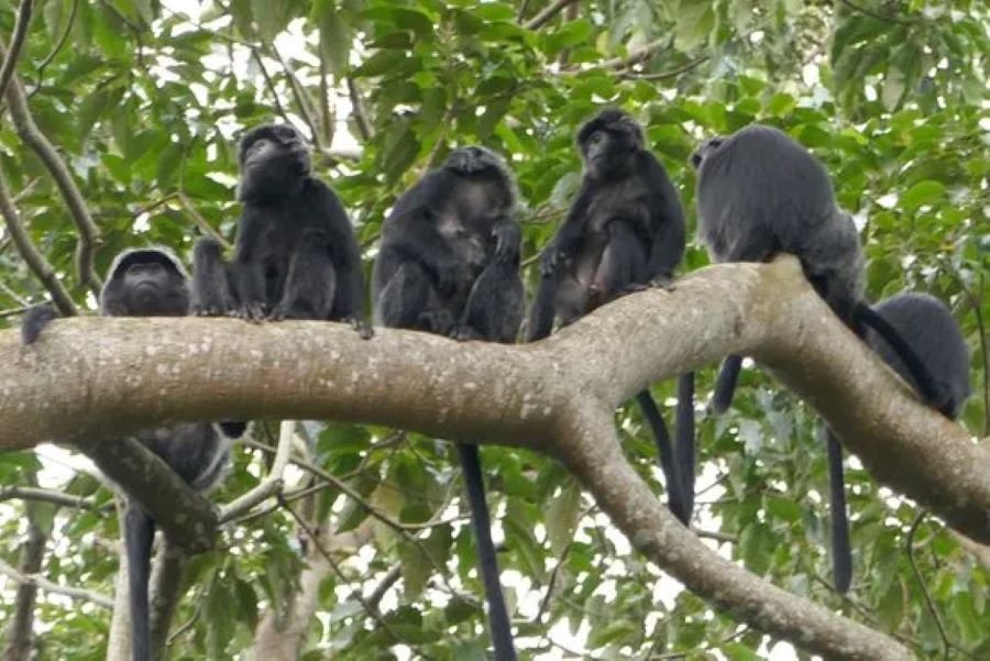 Tetebatu black monkey