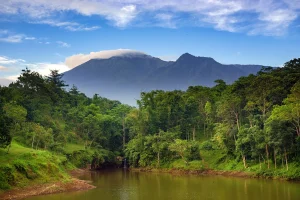 Tetebatu jungle