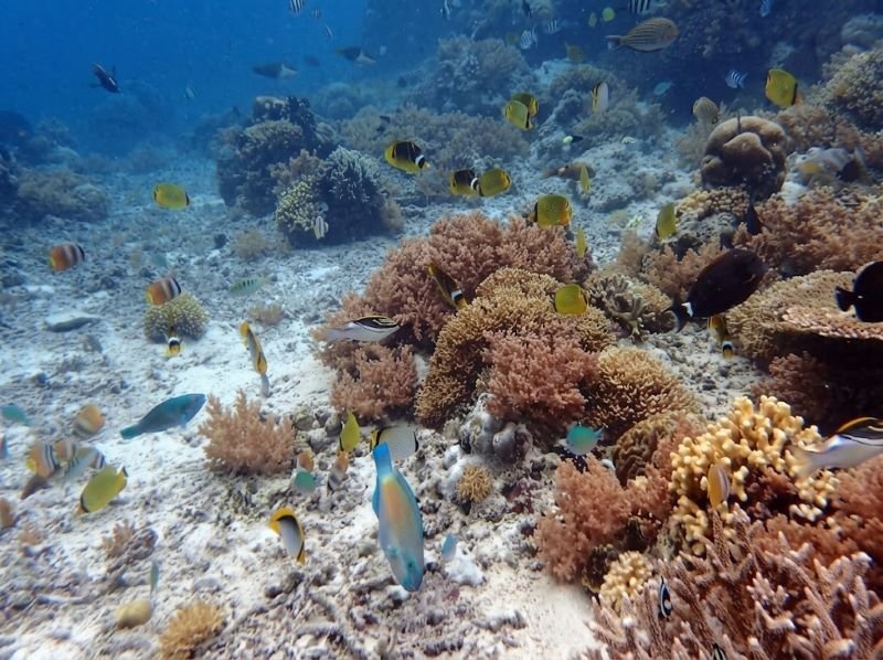 Gili Meno Coral Reef
