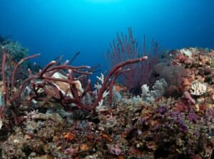 Gili Meno coral reef