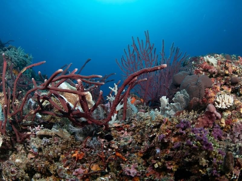 Gili Meno coral reef