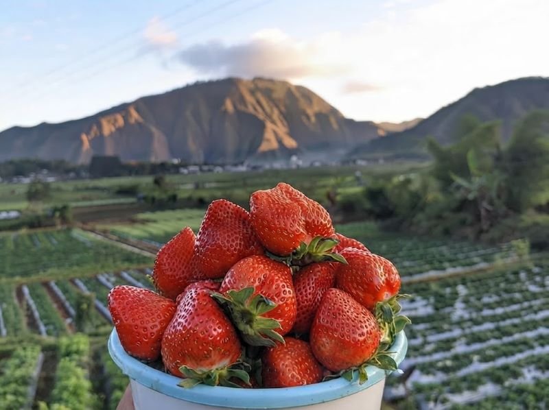 Strawberry picking in Sembalun