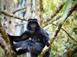Tetebatu Lombok monkey forest