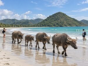 selong belanak beach water buffalo Lombok
